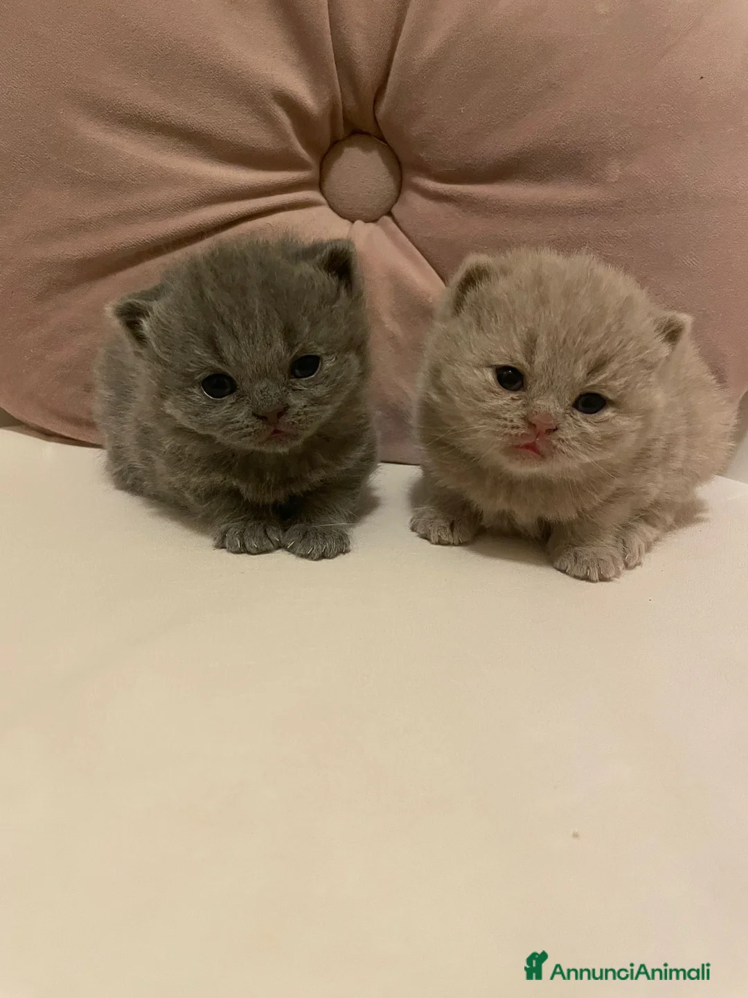 British gatti in vendita: BELLISSIMI CUCCIOLI BRITISH SHORTHAIR BLU E LILAC - Annuncio 1