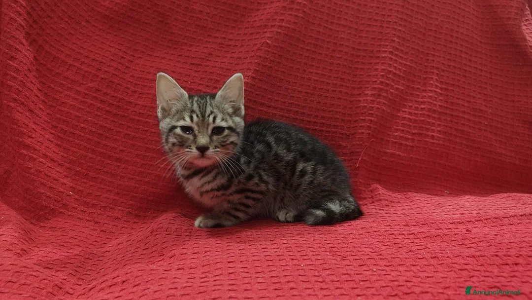 Savannah gatti in vendita: maschietto Savannah f6  - Annuncio 1