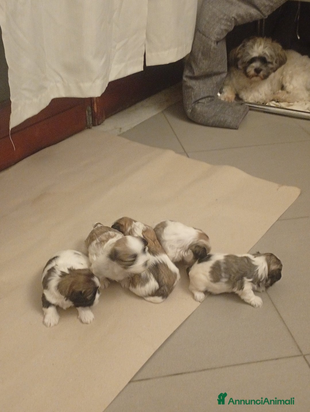 Shih Tzu cani in vendita: Cucciolata di Shitzu  - Annuncio 4
