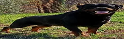 Rottweiler cani per accoppiamento: Rottweiler - Annuncio 2