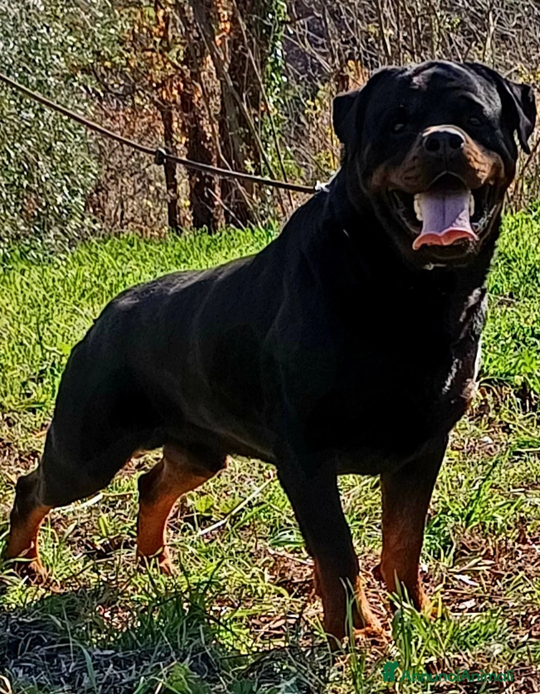 Rottweiler cani per accoppiamento: Rottweiler - Annuncio 2