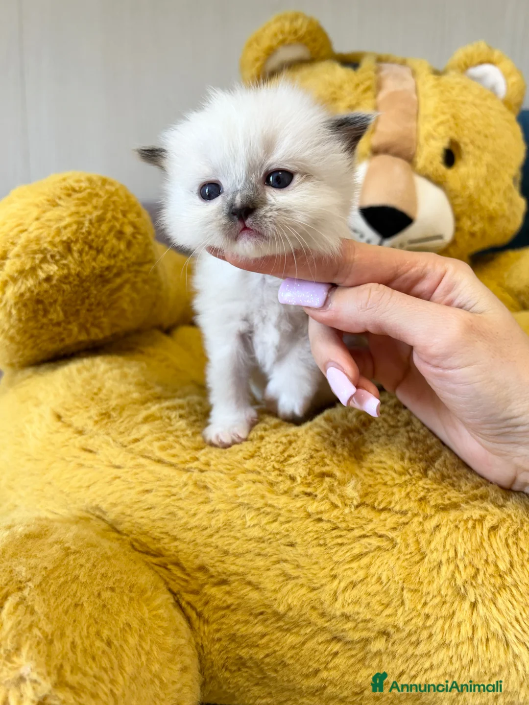 Ragdoll gatti in vendita: Cuccioli Ragdoll con Pedigree  - Annuncio 8