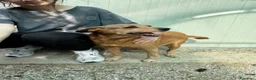 Meticcio cani in regalo: Roxana e Basilio: adozione di coppia nonnini - Annuncio 5