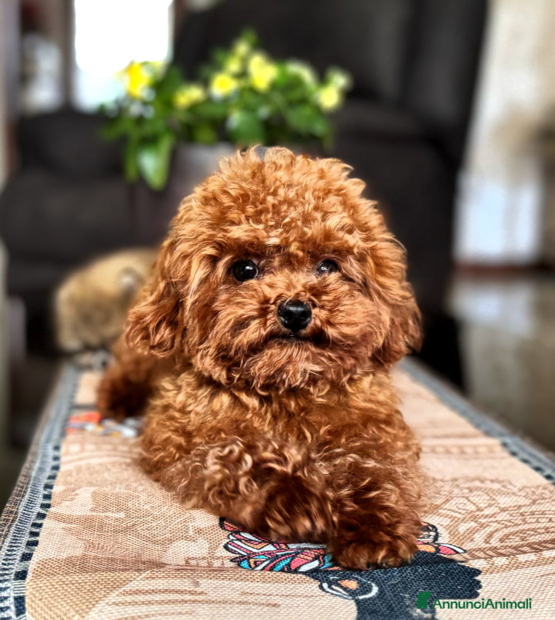 Barboncino Toy cani per accoppiamento: Barboncino per accopiamento  / monta - Immagine 3