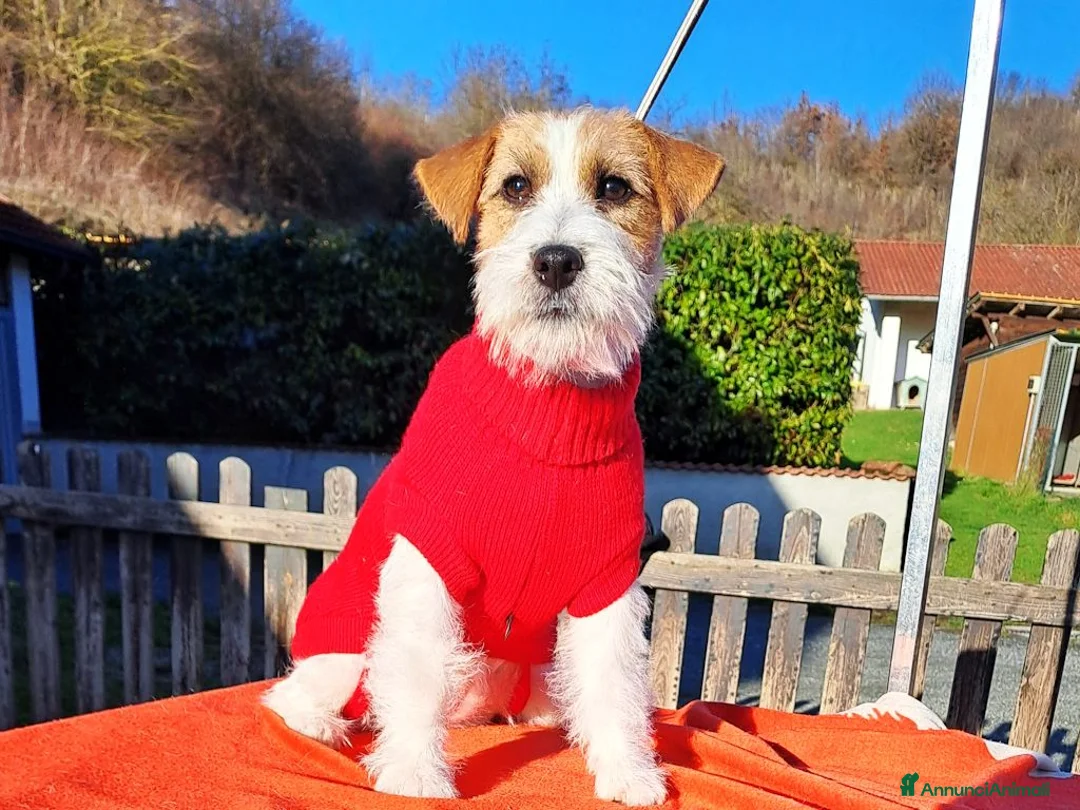 Jack Russell cani in vendita: Cucciol0 Jack ruvid0 - Annuncio 8