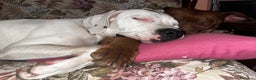 Dogo Argentino cani in regalo: Dogo argentino femmina 8 mesi - Annuncio 10