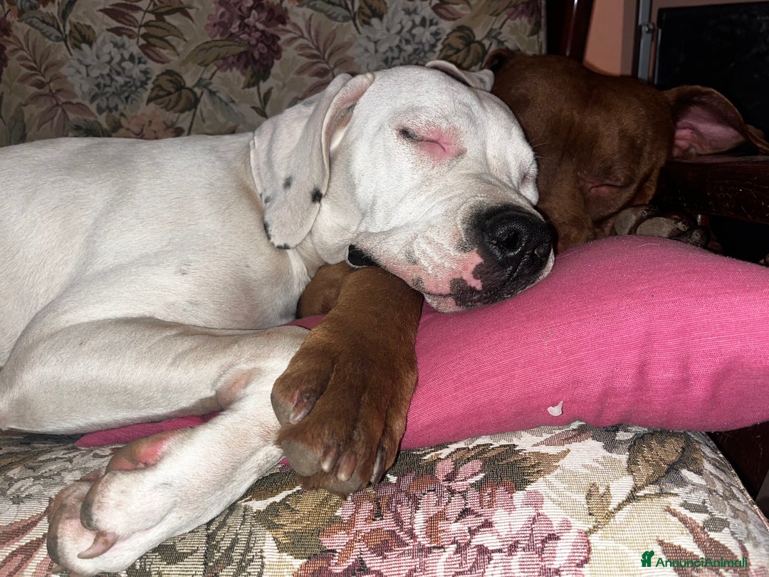 Dogo Argentino cani in regalo: Dogo argentino femmina 8 mesi - Annuncio 10