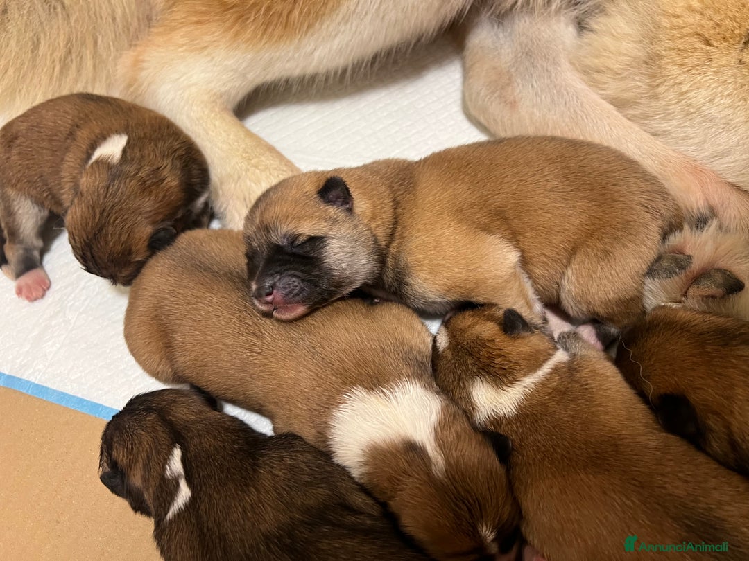 Akita Inu cani in vendita: Cuccioli di Akita Inu appena nati - Annuncio 4