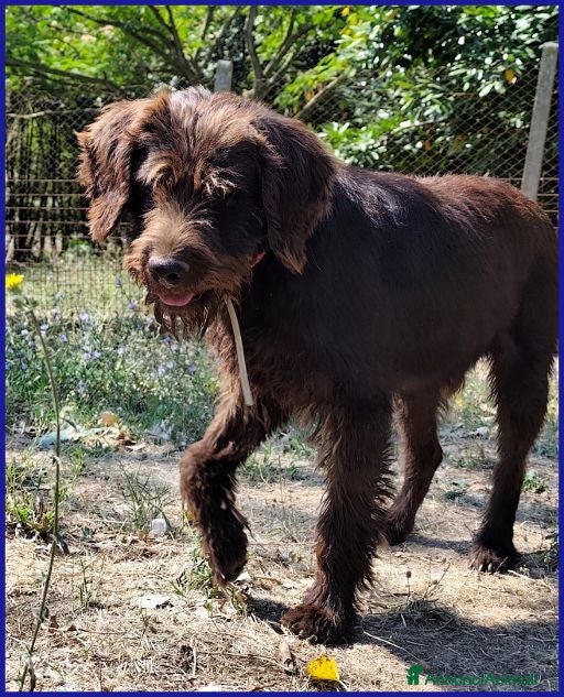 Meticcio cani SPELACCHIO merita una vita serena - Annuncio 6
