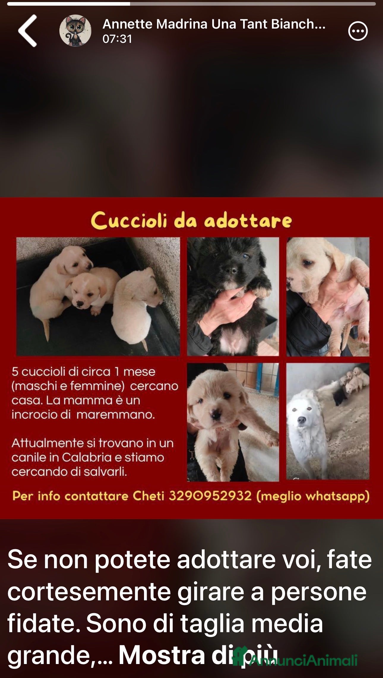 Meticcio cani ADOZIONI DEL CUORE: cuccioli da adottare!!!!! - Annuncio 20