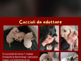 Meticcio cani ADOZIONI DEL CUORE: cuccioli da adottare!!!!! - Annuncio 20
