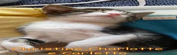Europeo gatti in regalo: CHRISTINE CHARLOTTE E CARLETTO  - Annuncio 6