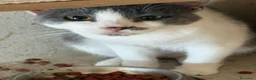 Meticcio gatti in regalo: Gattini a Provincia di Padova - Annuncio 3