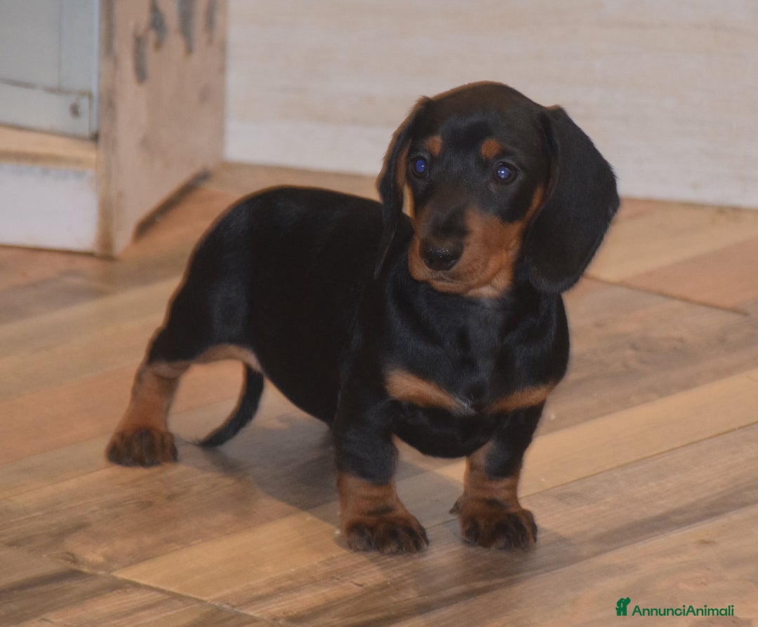 Bassotto cani in vendita: Bassottina - Annuncio 1