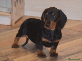 Bassotto cani Bassottina - Annuncio 2