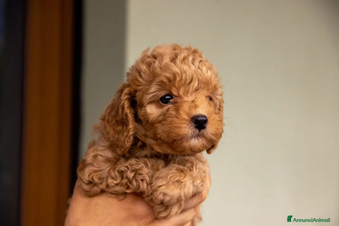 Barboncino cani in vendita: Cucciole di Barboncino Nano - Annuncio 1