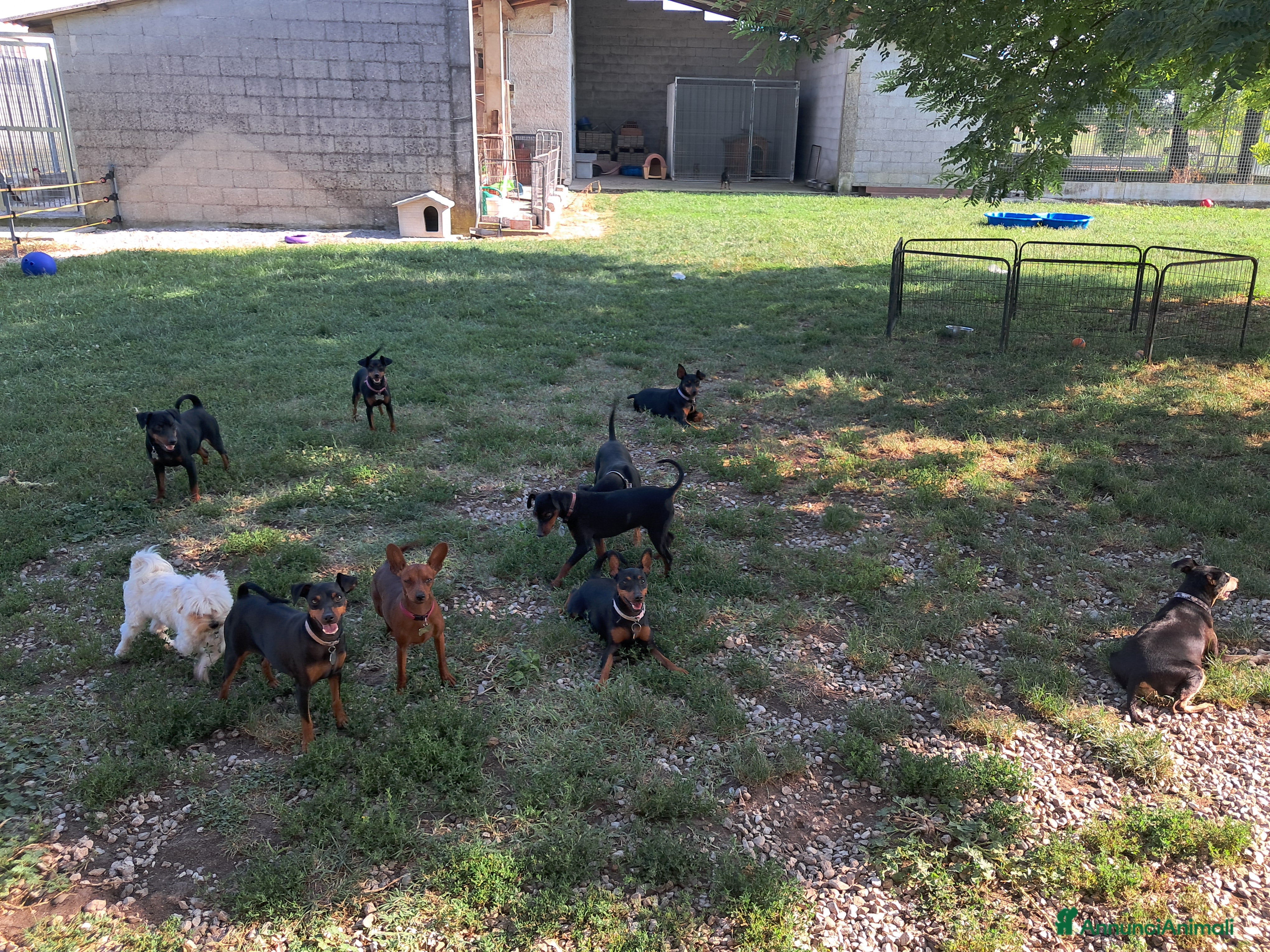 Pinscher Miniatura cani Pinscher nano  - Annuncio 2