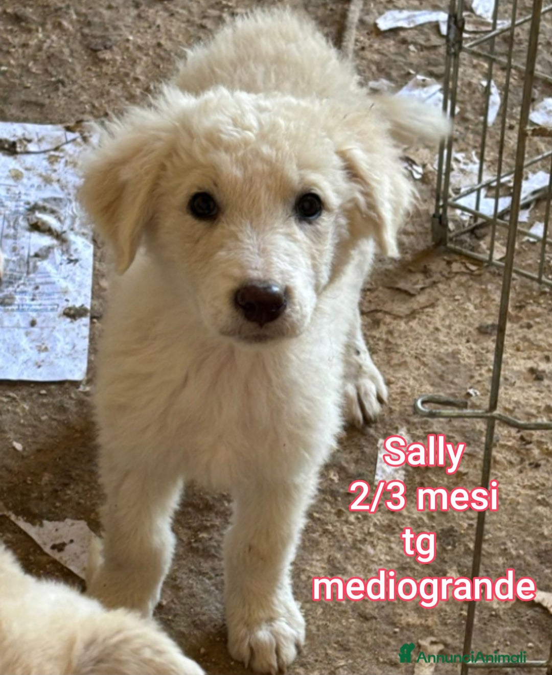 Meticcio cani in regalo: SALVA LA VITA DI UN CUCCIOLO  - Annuncio 7