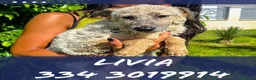 Meticcio cani in regalo: LIVIA 🩷 UNA PICCOLA ORSETTA DA ABBRACCIARE a Provincia di Mantova - Annuncio 1