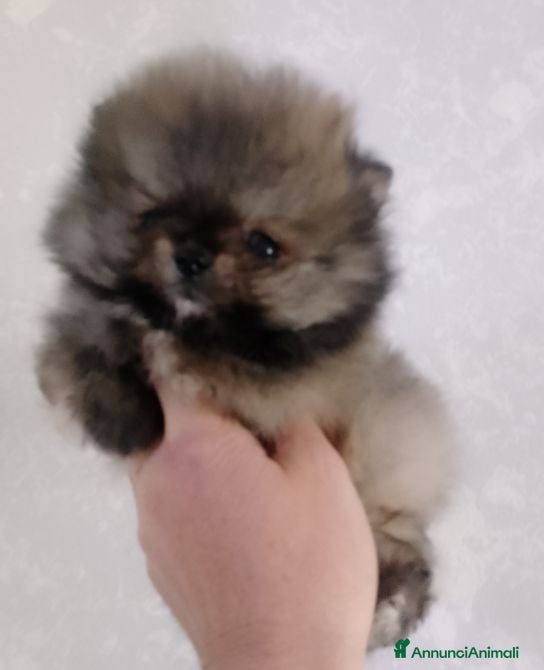 Volpino Pomerania cani Volpino Pomerania  - Annuncio 4