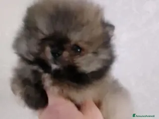 Volpino Pomerania cani Volpino Pomerania - Annuncio 2