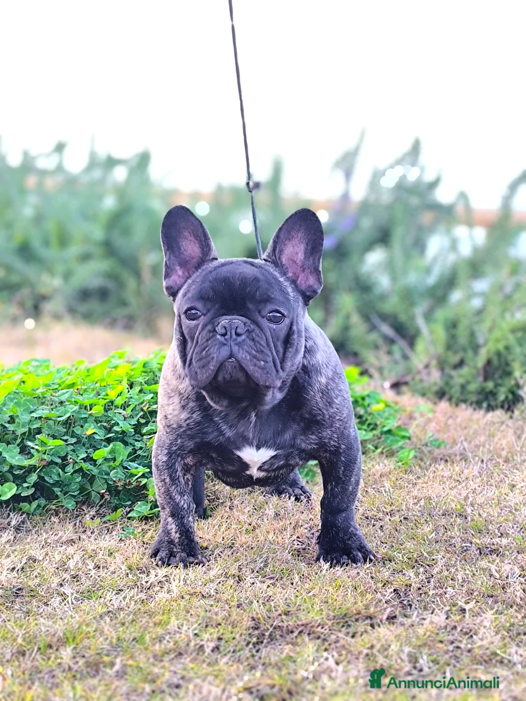 Bulldog Francese cani in vendita: Bulldog francese cuccioli enci a Provincia di Salerno - Annuncio 10