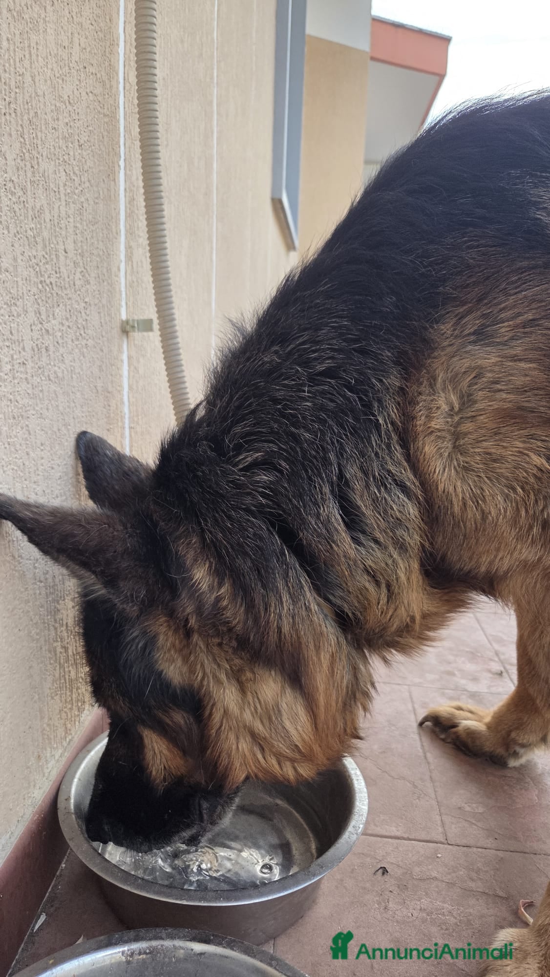 Pastore Tedesco cani Zeus cerca una nuova famiglia - Annuncio 1