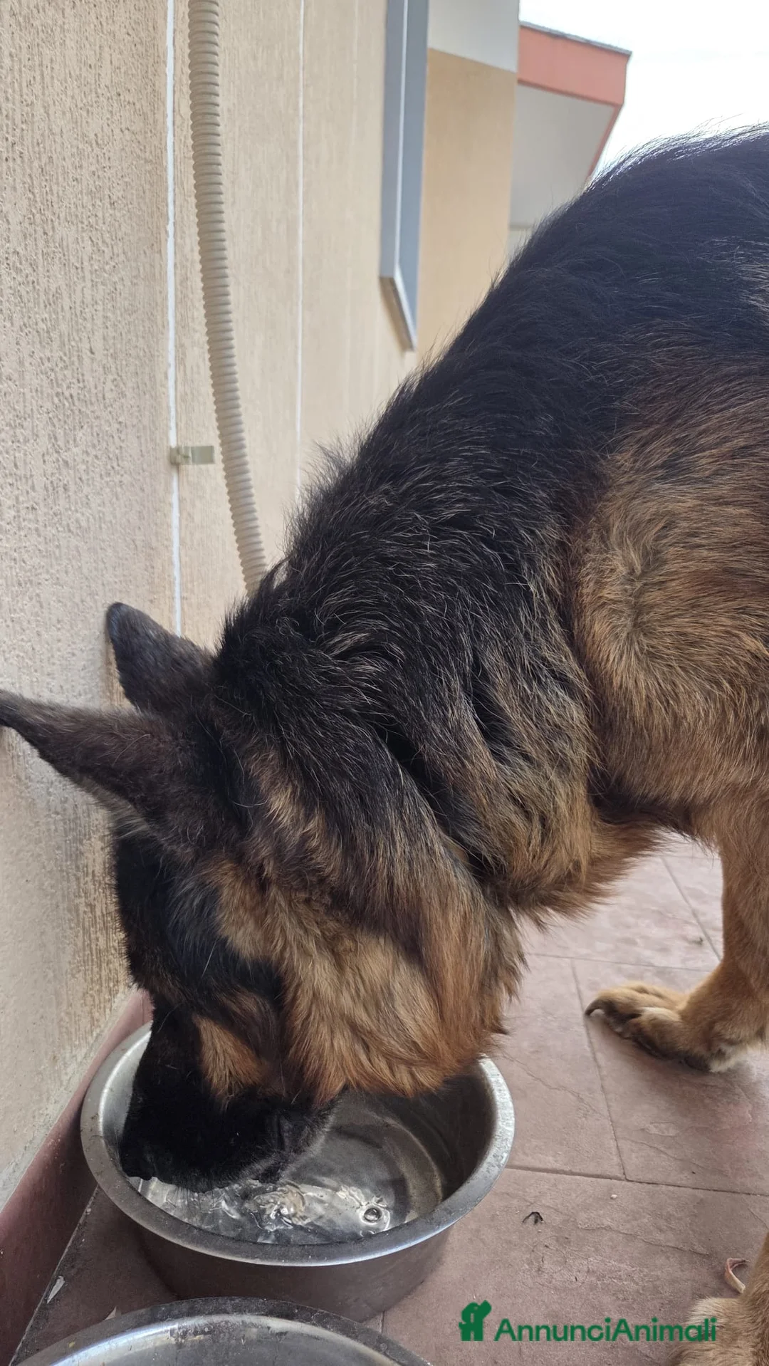 Pastore Tedesco cani in regalo: Zeus cerca una nuova famiglia a Città Metropolitana di Bari - Annuncio 1