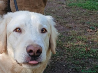 Meticcio cani OSVALDO INC MAREMMANO CERCA UNA CASA - Annuncio 7