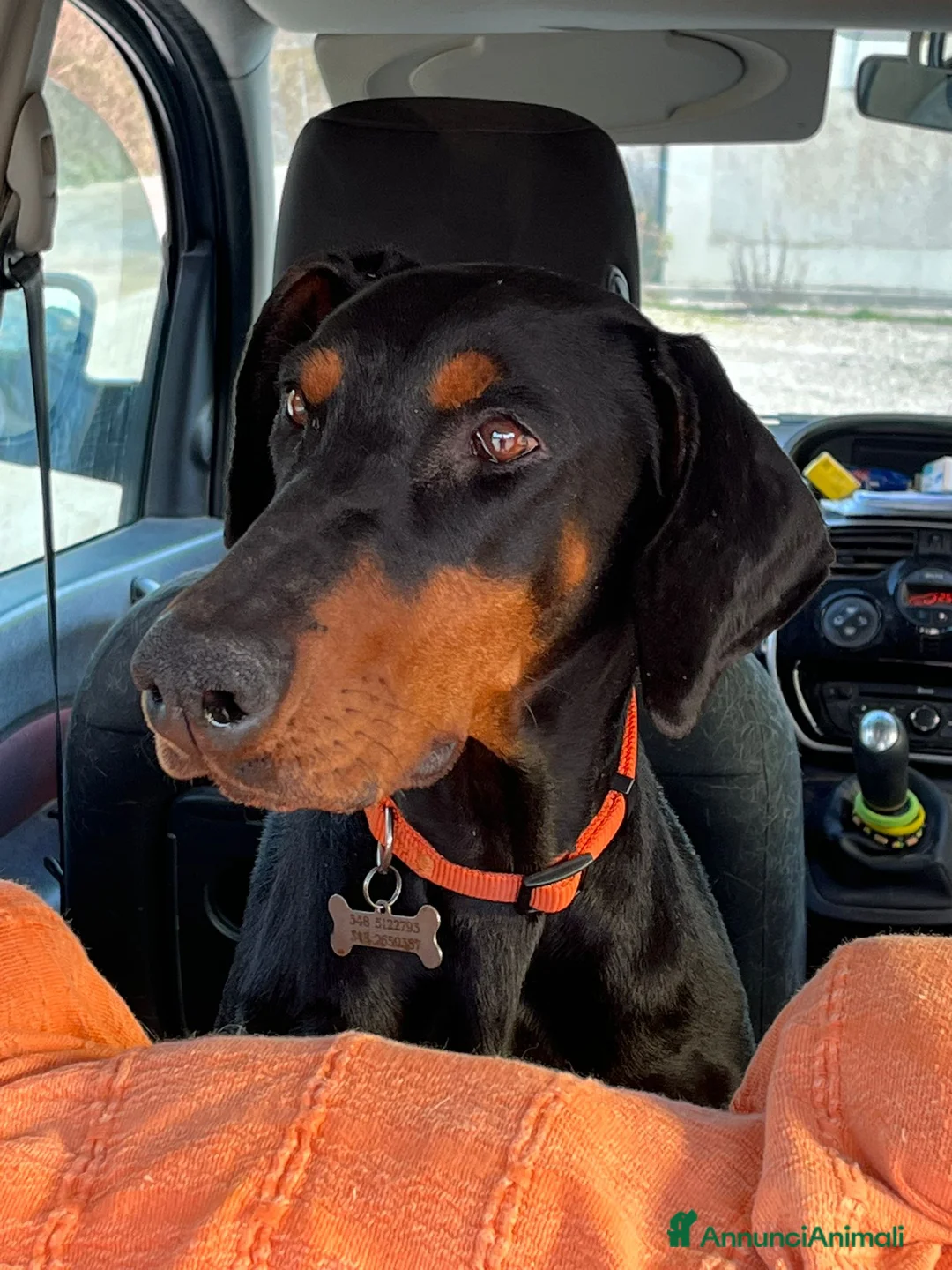 Dobermann cani in regalo: Dobermann femmina pura - Annuncio 2