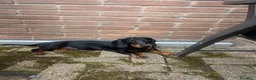 Bassotto cani per accoppiamento: Bassotto con pedigree per monta - Annuncio 3