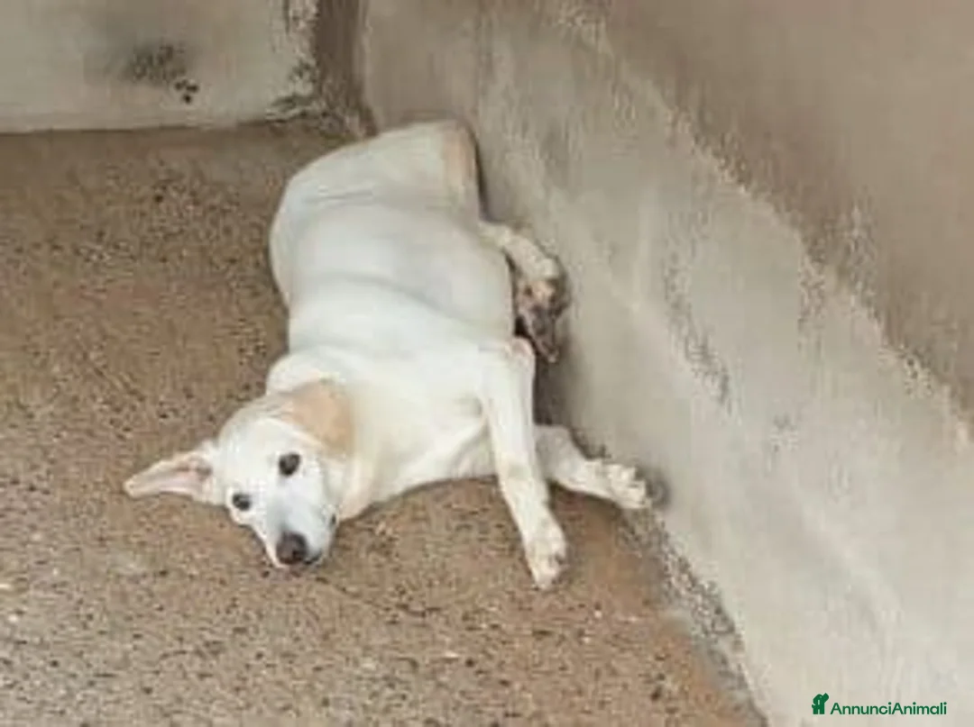 Meticcio cani in regalo: KIM giovane maschio sogna una casa - Annuncio 2