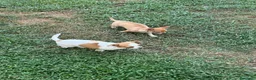 Chihuahua cani in vendita: Vendita chihuaua - Annuncio 3