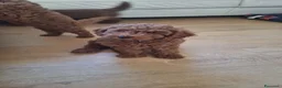 Meticcio cani in vendita: Cucciolo di barboncino maschio  - Annuncio 3