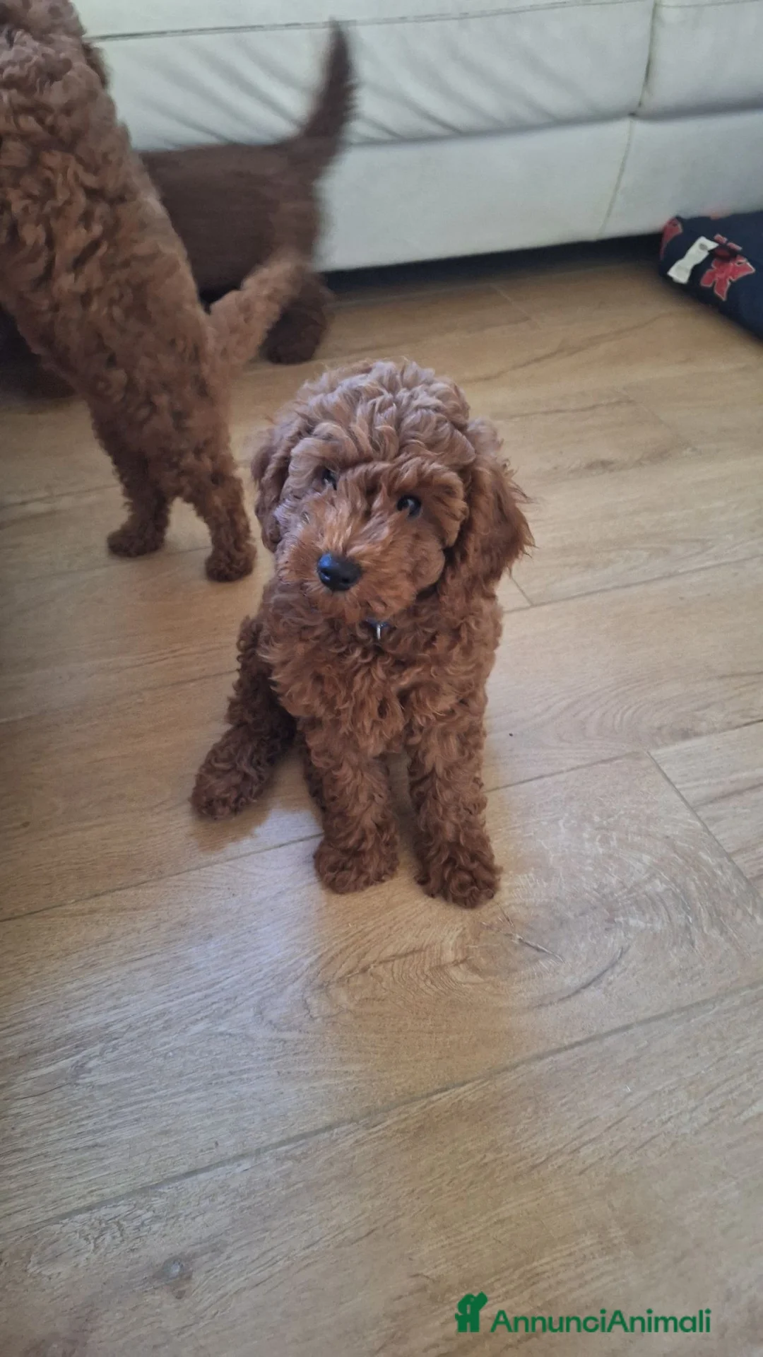 Meticcio cani in vendita: Cucciolo di barboncino maschio  - Annuncio 3
