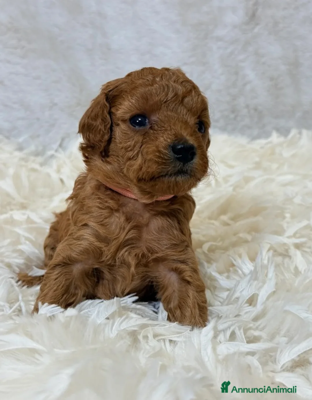 Barboncino Toy cani in vendita: Cuccioli di barboncino Toy rosso asiatico Toy barb - Annuncio 3