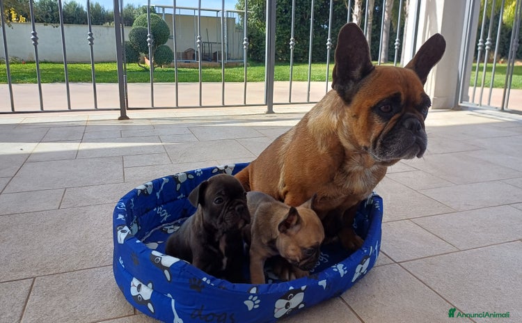 Bulldog Francese cani - Annuncio 18