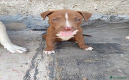 Pitbull cani in vendita: Cuccioli pitbull terrier a Provincia di Foggia - Immagine 2