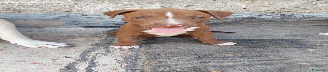 Pitbull Cucciolo 3