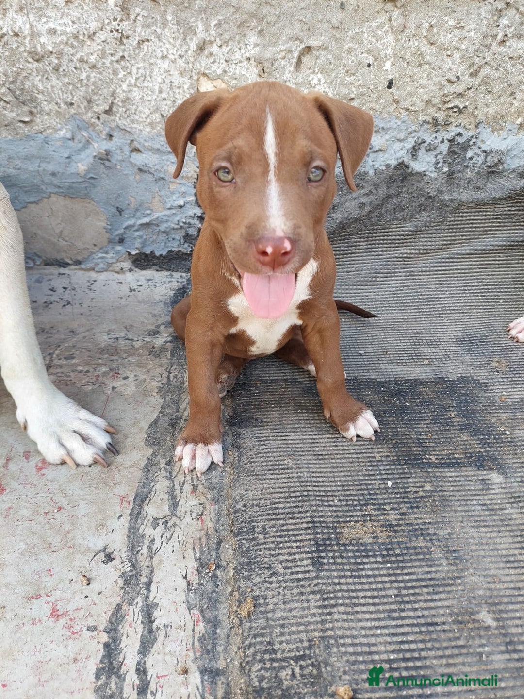 Pitbull cani in vendita: Cuccioli pitbull terrier a Provincia di Foggia - Immagine 2