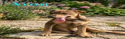 Meticcio cani in regalo: Aron e Jago dolcissimi cuccioli in adozione a Città metropolitana di Milano - Annuncio 3