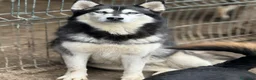 Husky cani in regalo: ECHO, HUSKY bella da togliere il fiato! - Annuncio 7