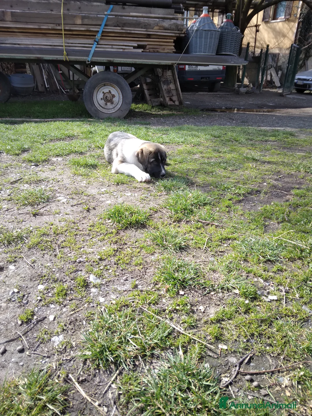 Pastore Asia Centrale cani in vendita: Cucciolo 3 mesi  - Annuncio 2