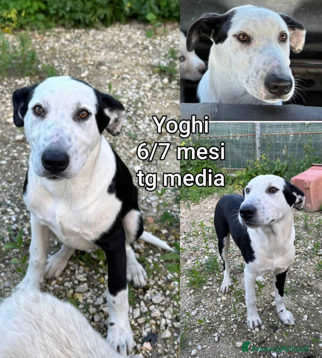 Meticcio cani in regalo: CUCCIOLI TENERISSIMI SENZA CASA  a Provincia di Modena - Annuncio 11