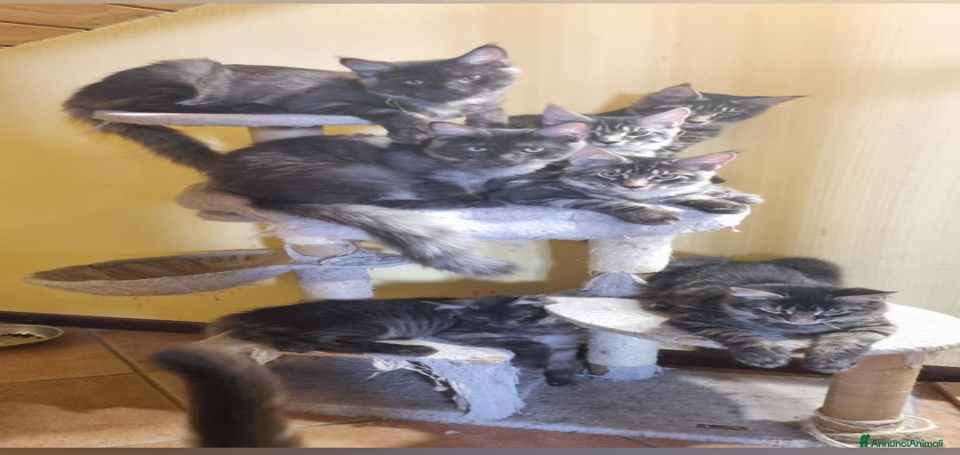 Immagine della galleria {{count}}