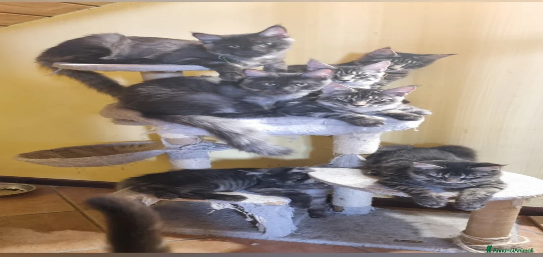 Immagine della galleria {{count}}