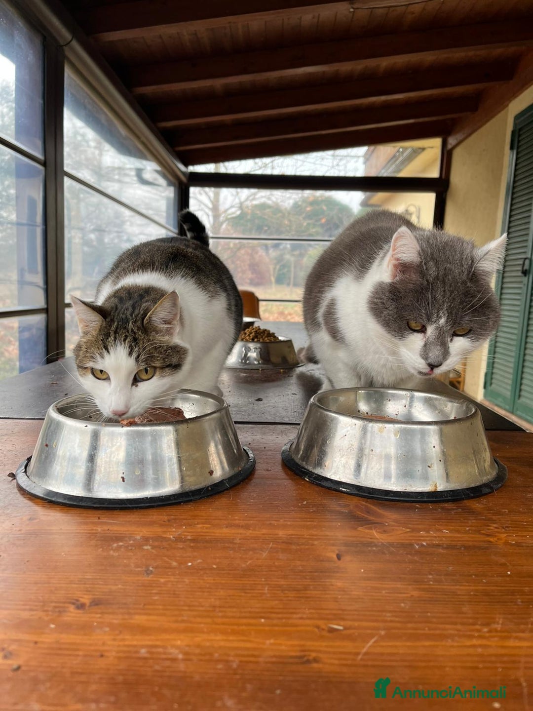 Europeo gatti in regalo: Due Gatti Adulti Buoni - Annuncio 2