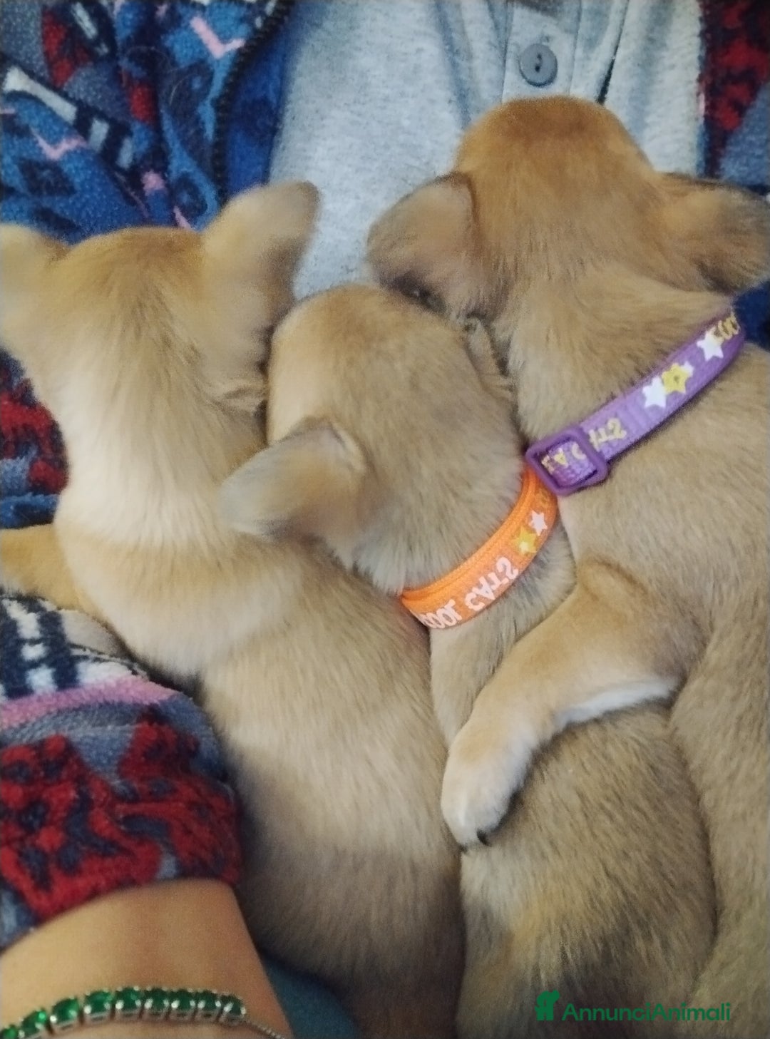 Meticcio cani in vendita: Cucciole  - Annuncio 4