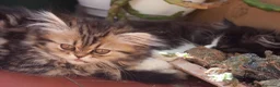 Persiano gatti in vendita: DISPONIBILI 2 MERAVIGLIOSI CUCCIOLI DI PERSIANO - Annuncio 3