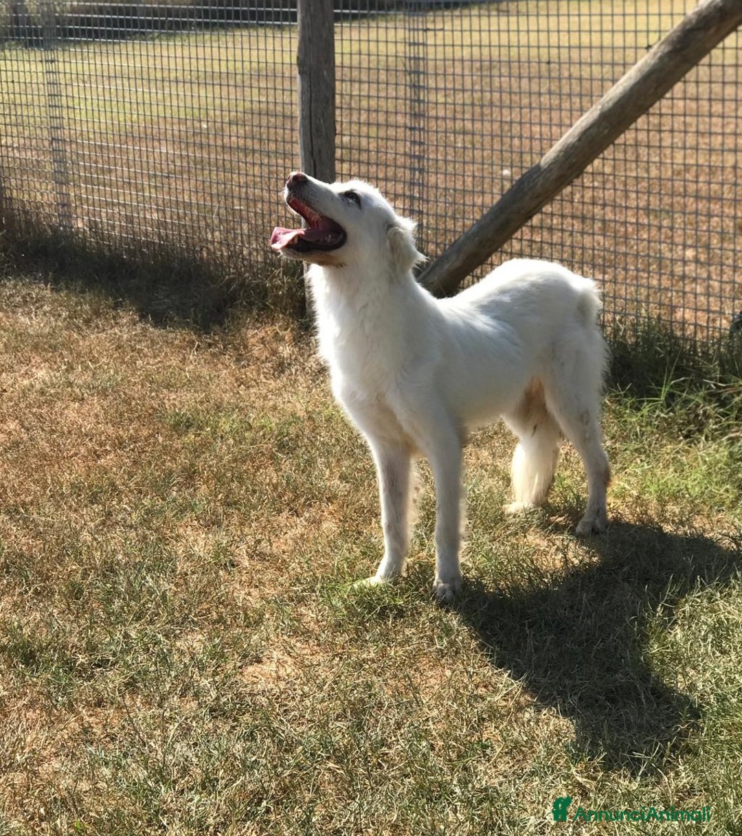 Meticcio cani in regalo: Aprite il vostro cuore ad Ercole a Provincia di Latina - Annuncio 2